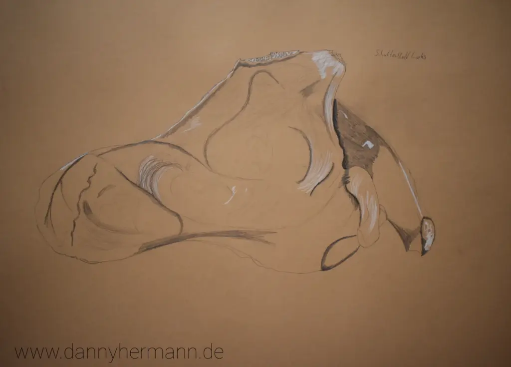 Anatomie-Studie Schulterblatt links, Danny Hermann, Graphitstift und weißer Buntstift auf braunen Zeichenkarton