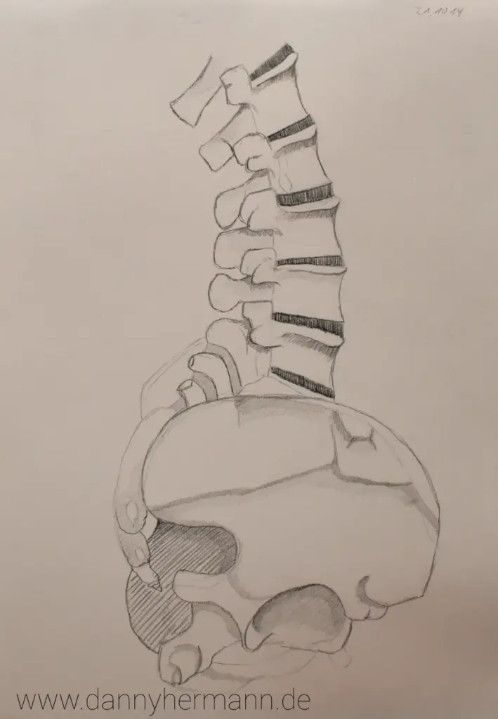 Anatomie-Studie Wirbelsäule, Danny Hermann, Graphitstift auf Zeichenkarton, 2014