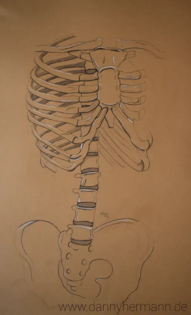 Anatomie-Studie Wirbelsäule, Danny Hermann, Graphitstift und weißer Buntstift auf braunen Zeichenkarton, 2013