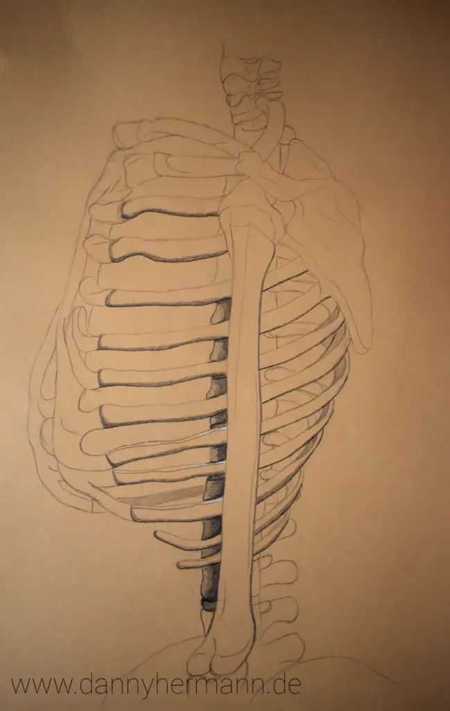 Anatomie-Studie Wirbelsäule, Danny Hermann, Graphitstift und weißer Buntstift auf braunen Zeichenkarton, 2013