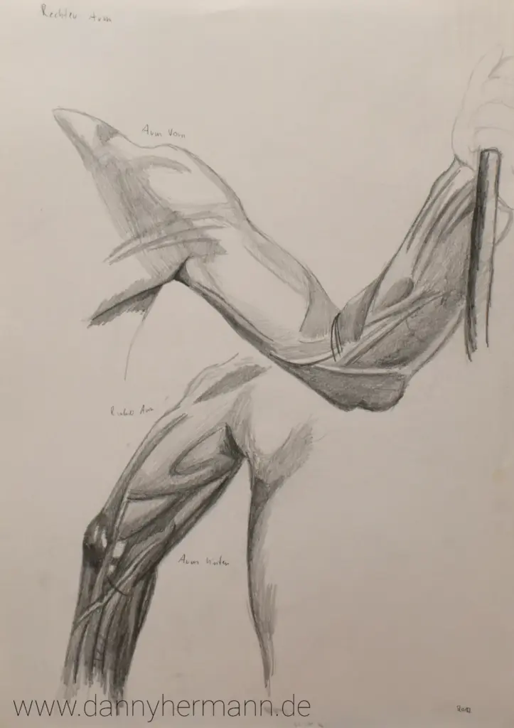 Anatomie-Studie rechter Arm, Danny Hermann, Graphitstift auf Zeichenkarton, 2012